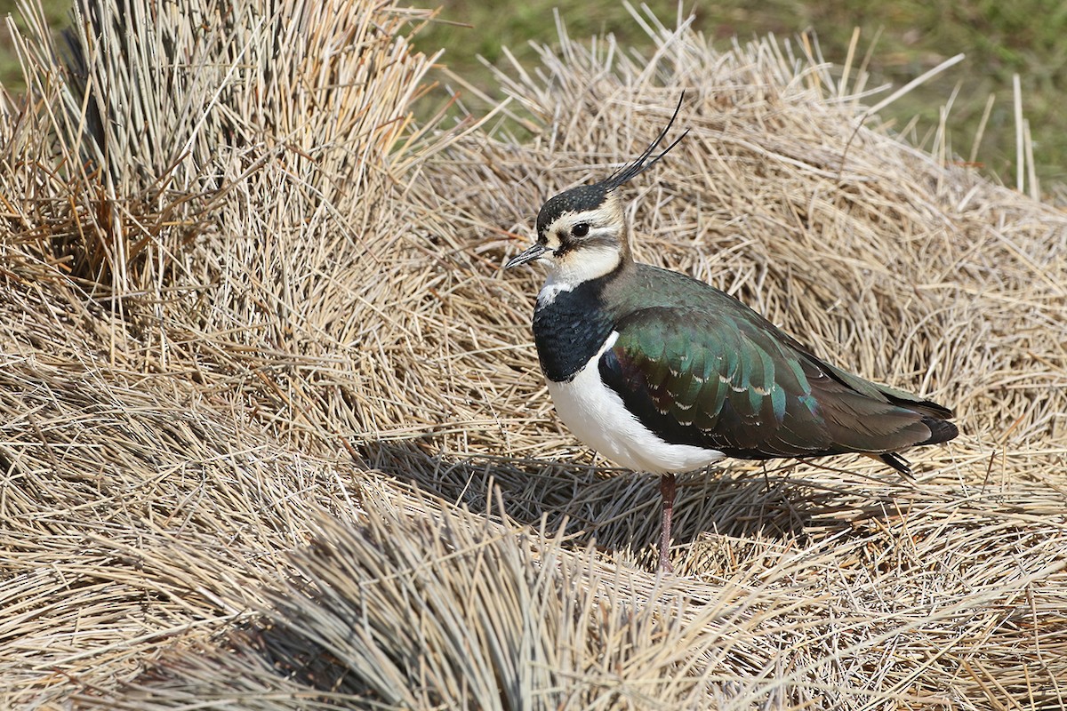 Northern Lapwing - Charley Hesse TROPICAL BIRDING