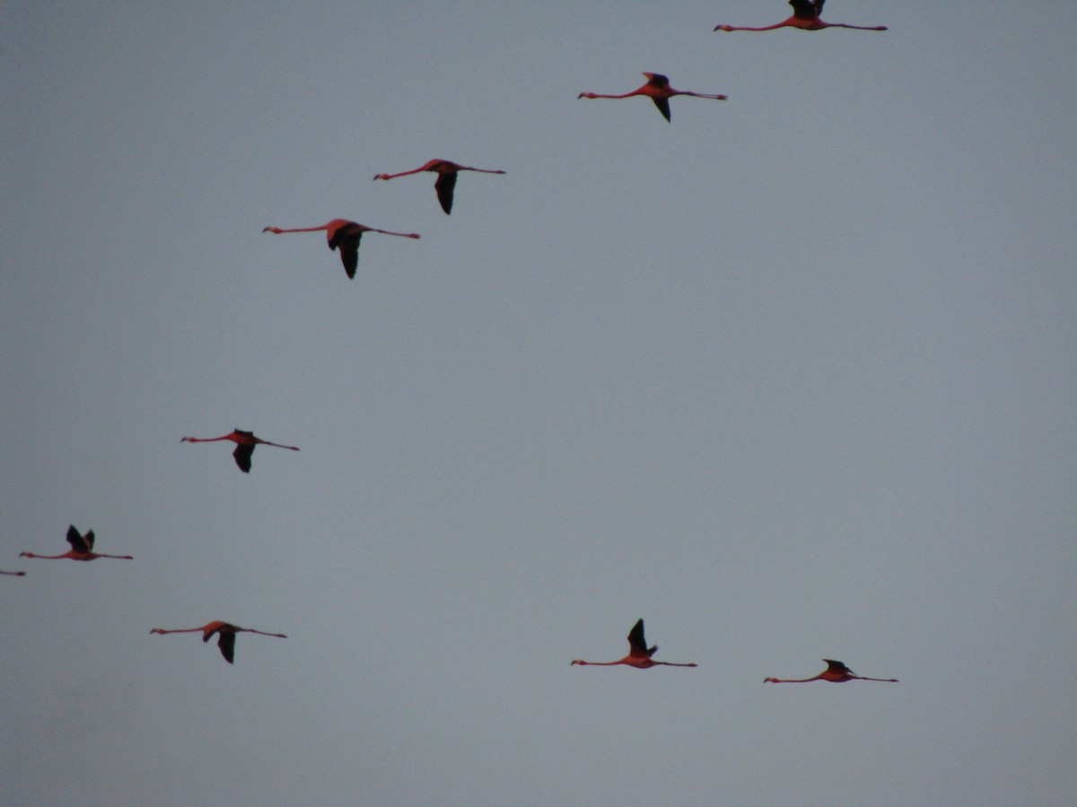 American Flamingo - Lesley Harrison