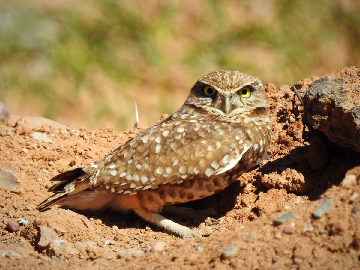 Burrowing Owl - Usha Tatini