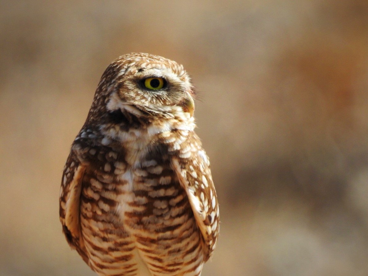 Burrowing Owl - Usha Tatini