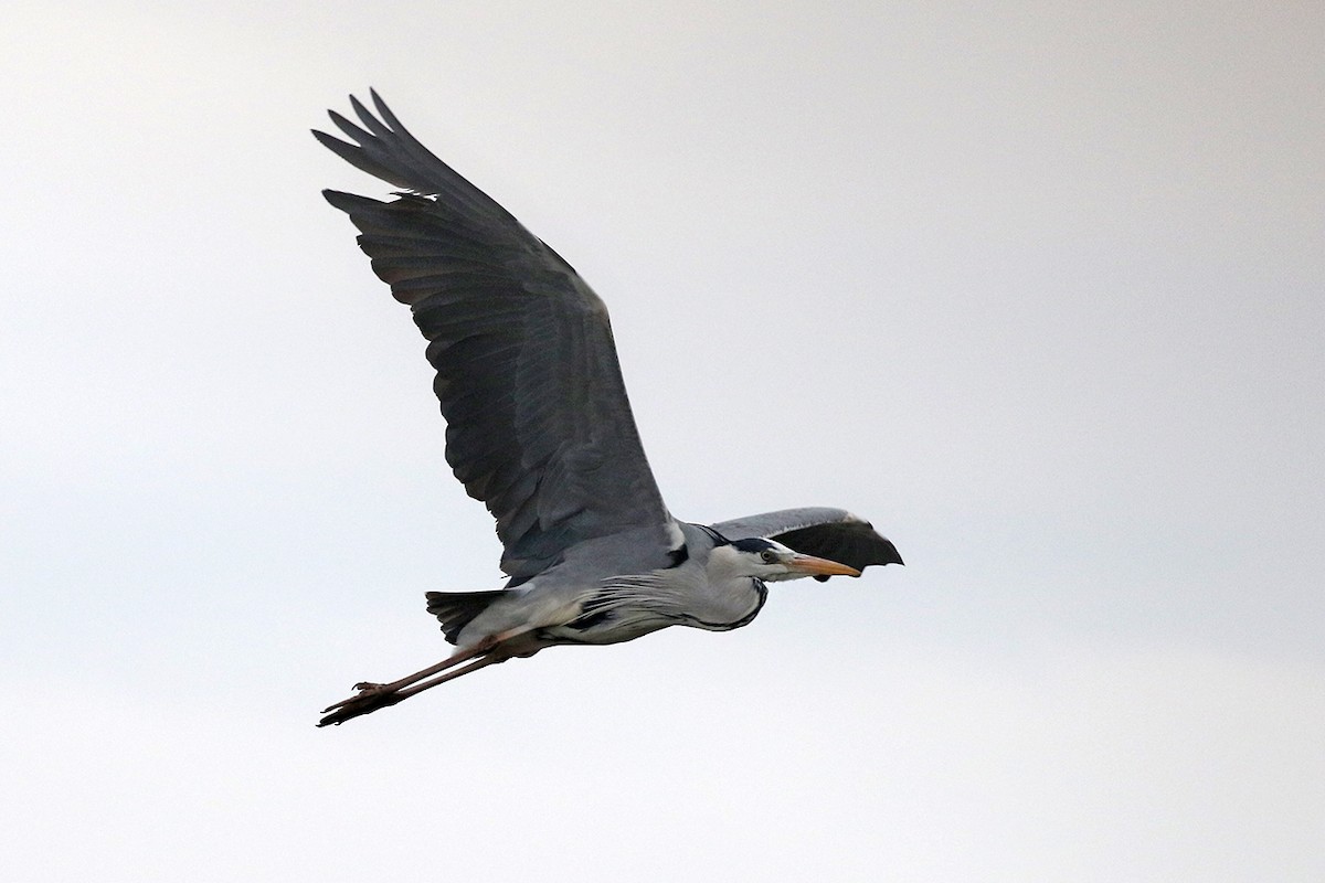 Gray Heron (Gray) - Charley Hesse TROPICAL BIRDING