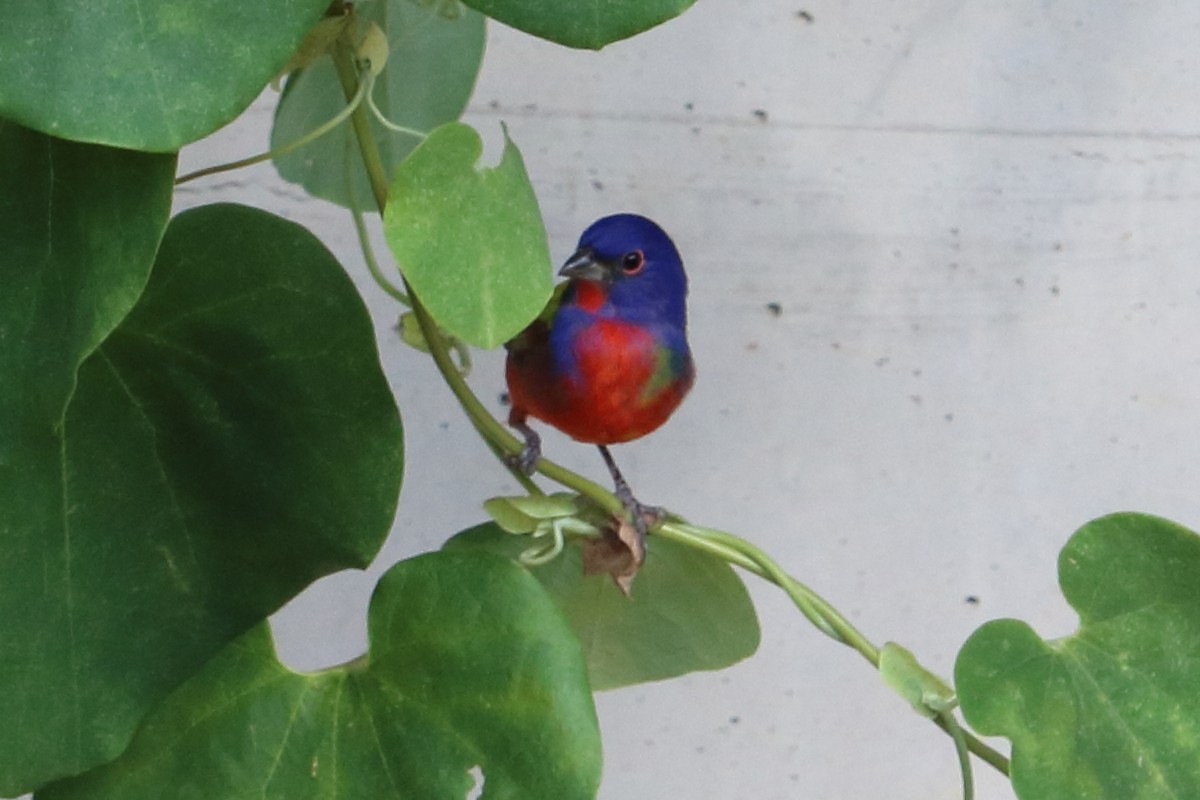Painted Bunting - Alta Tanner