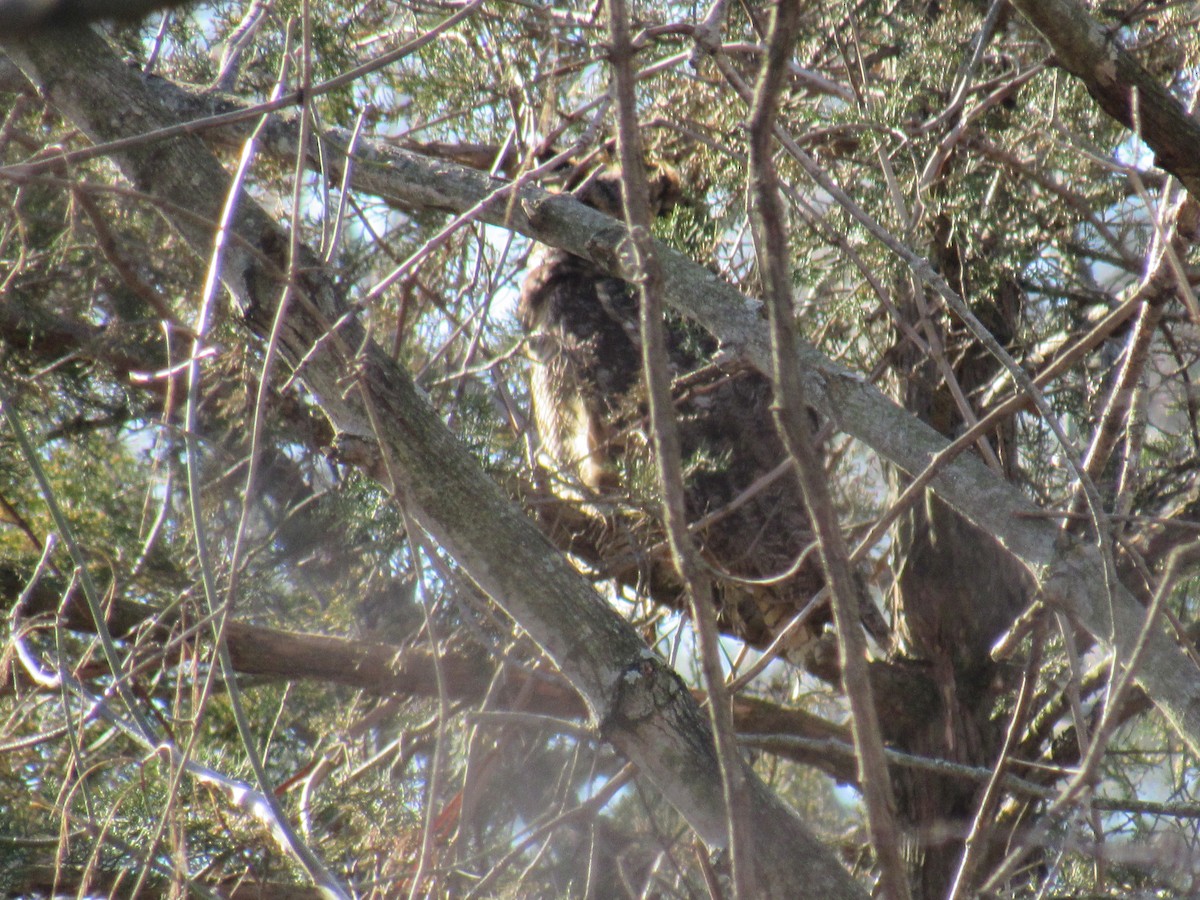 Great Horned Owl - ML88412491