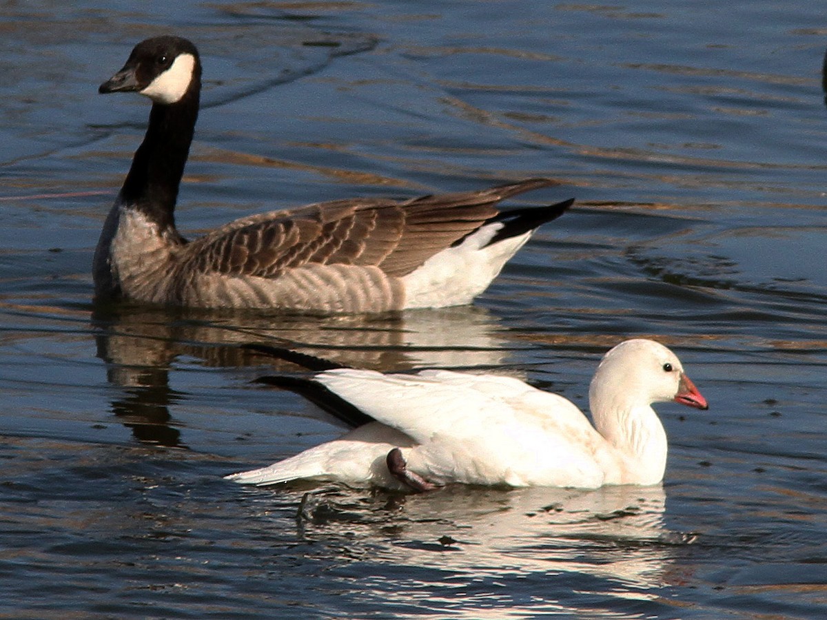 Snow x Ross's Goose (hybrid) - ML88414211