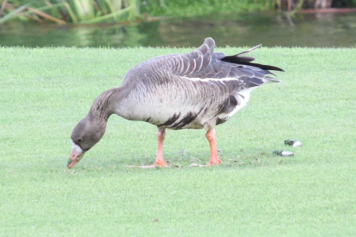 Greater White-fronted Goose - ML88414991