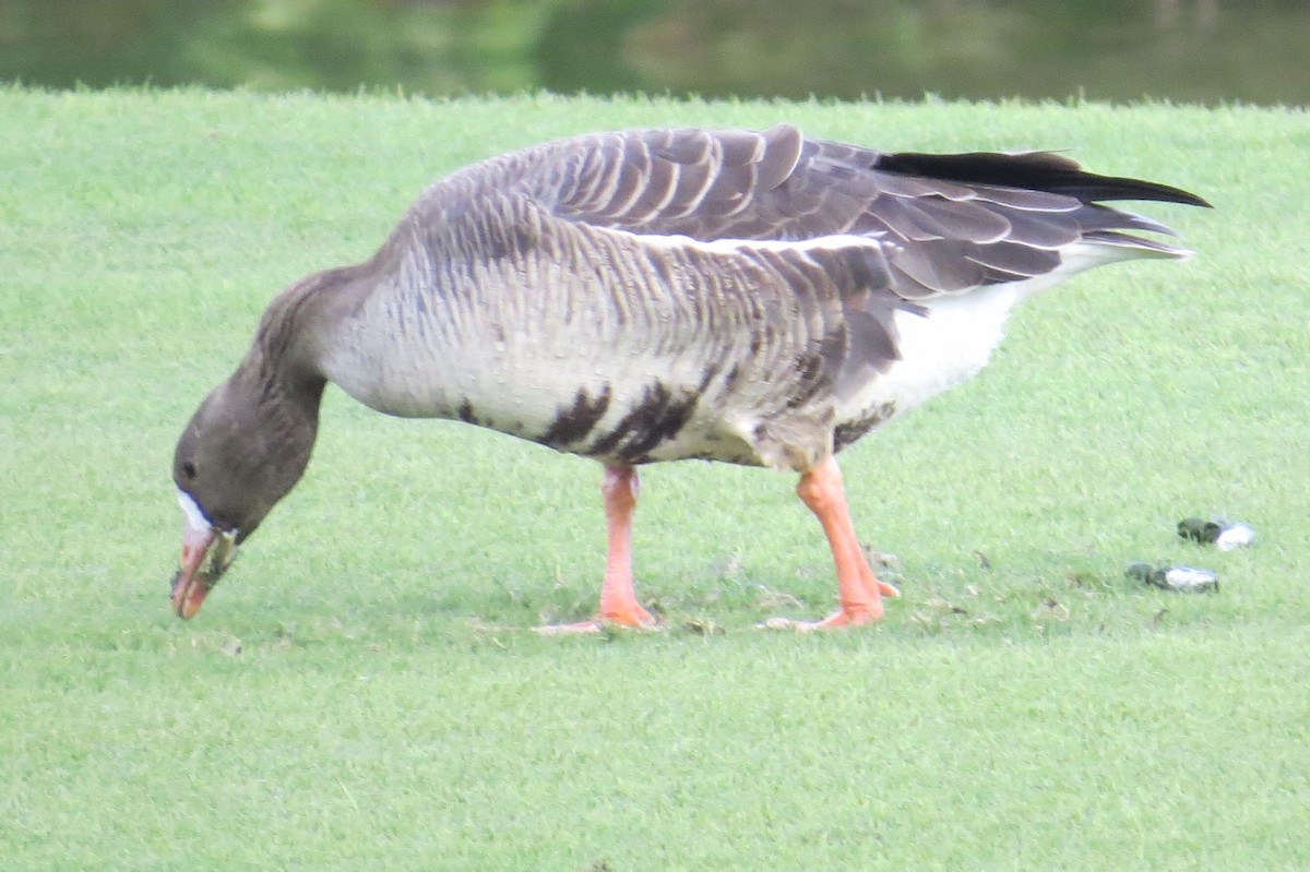 Greater White-fronted Goose - ML88415011