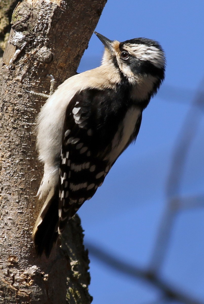 Downy Woodpecker - Jon G.