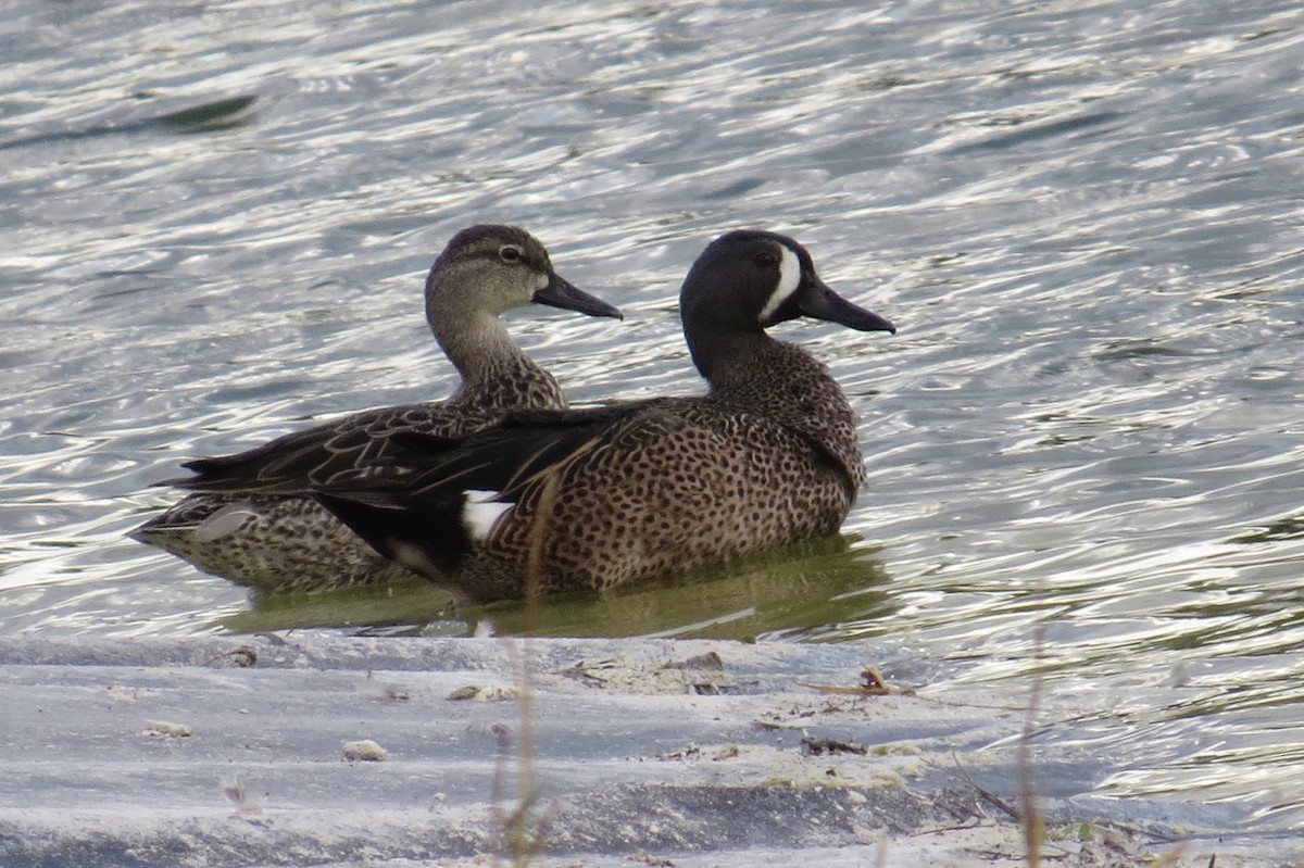 Blue-winged Teal - ML88415591