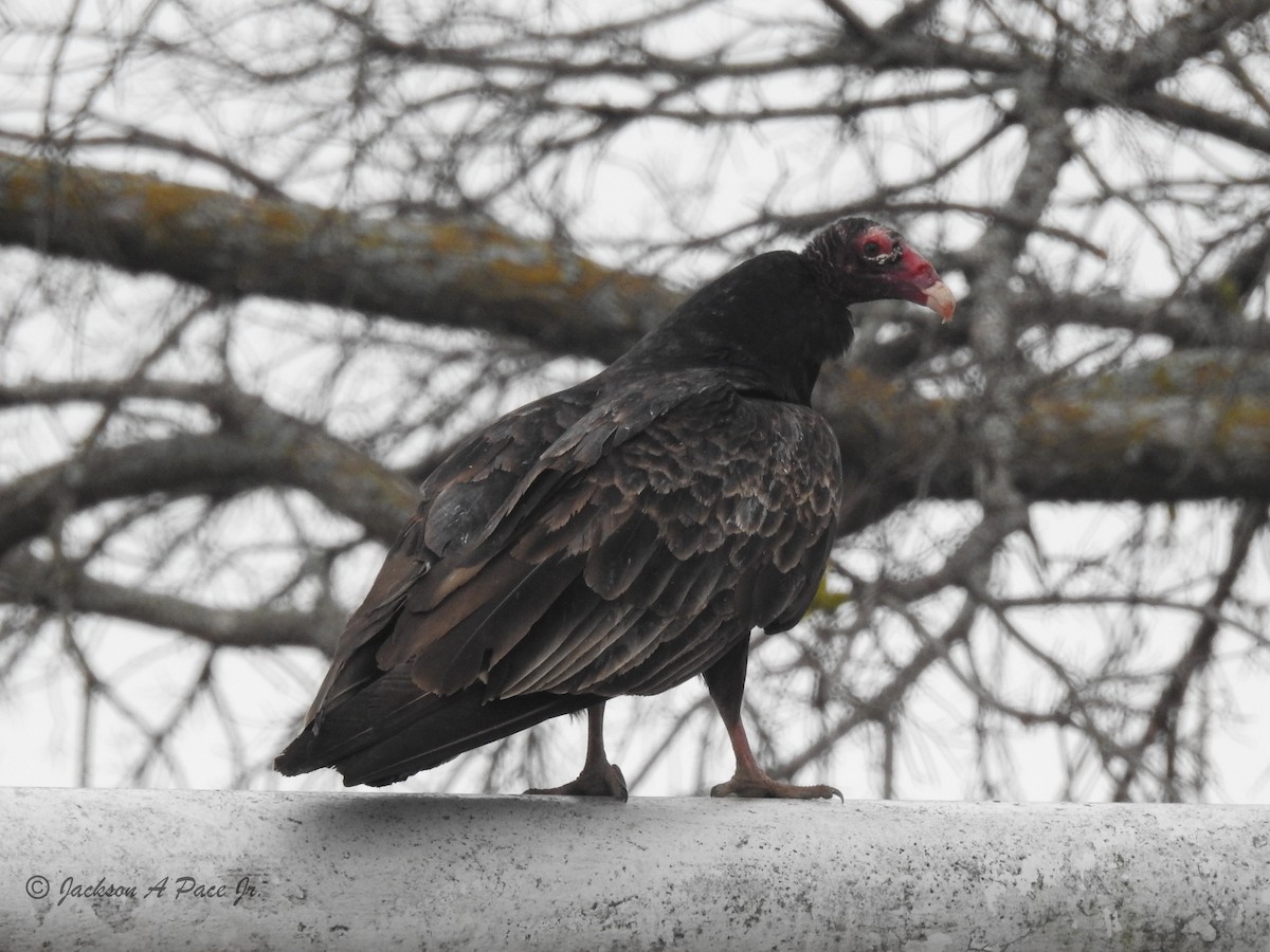 Turkey Vulture - Chip Pace