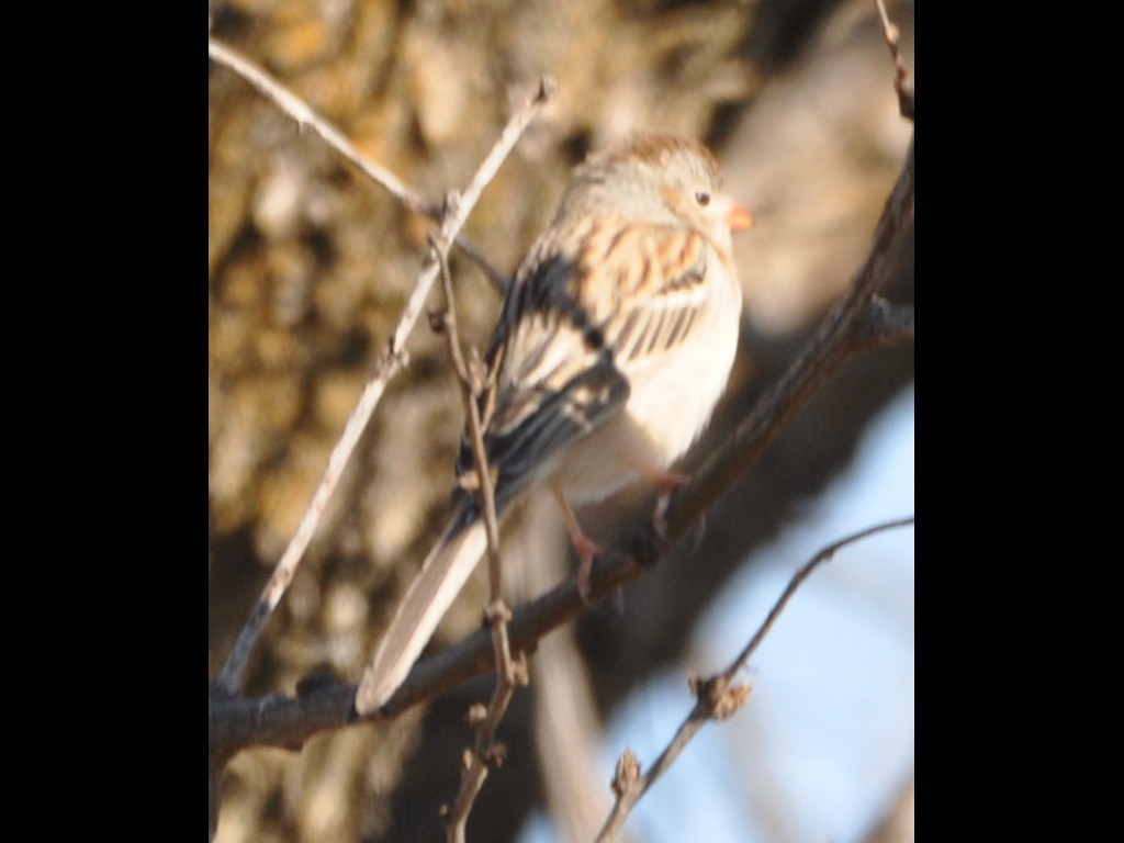 Field Sparrow - Steve Davis