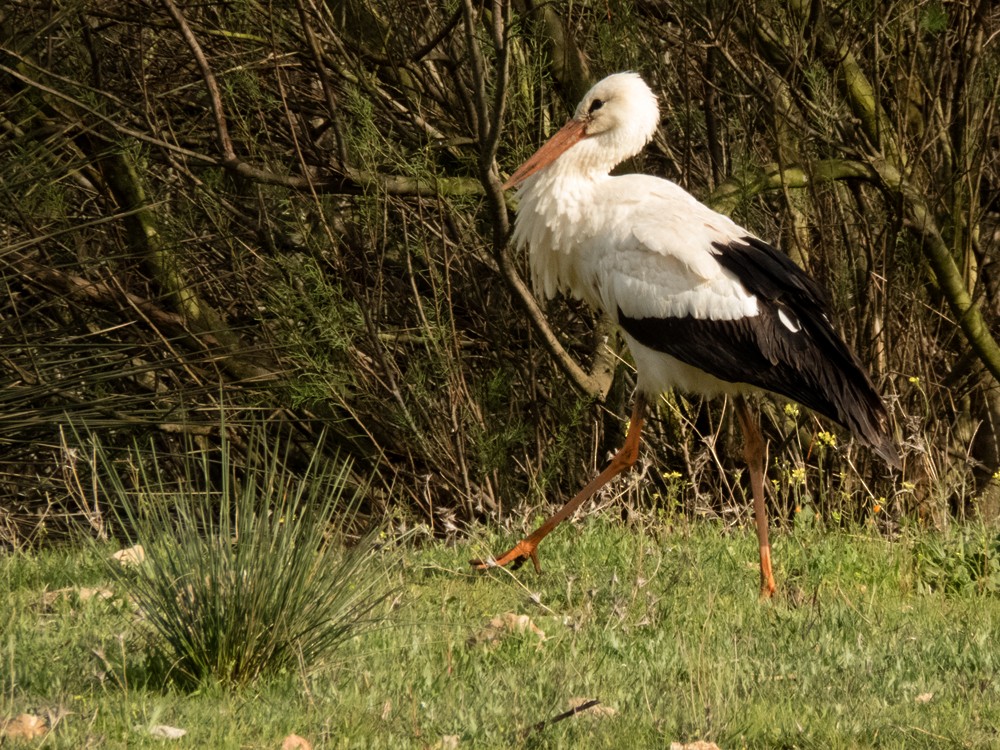White Stork - ML88426131