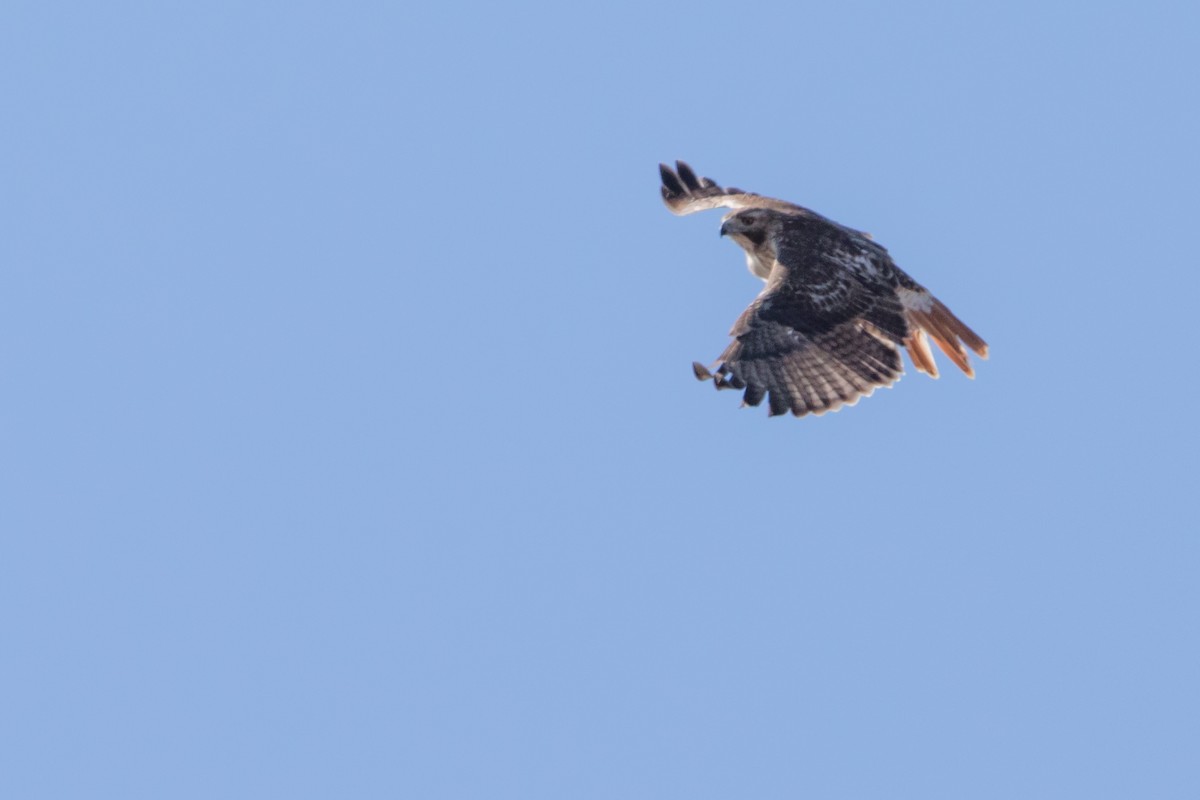 Red-tailed Hawk - ML88428551