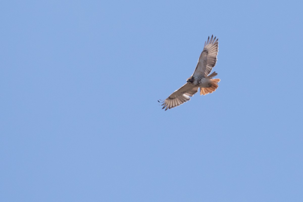 Red-tailed Hawk - Brad Imhoff