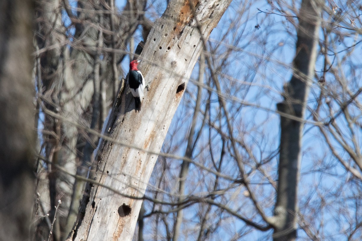 Red-headed Woodpecker - ML88428791