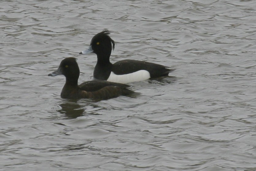Tufted Duck - ML88429741