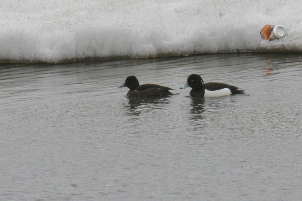 Tufted Duck - ML88429751