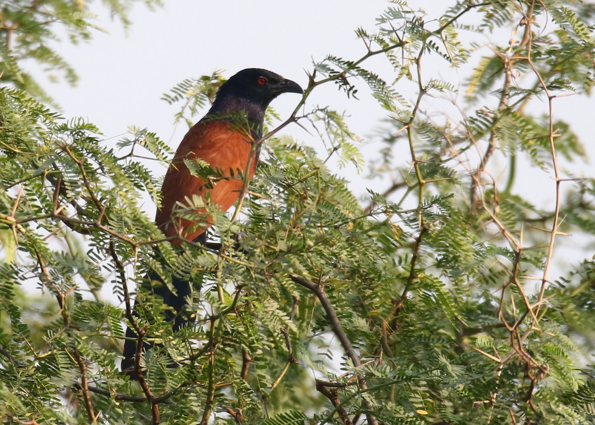 Greater Coucal - Louis Hoeniger