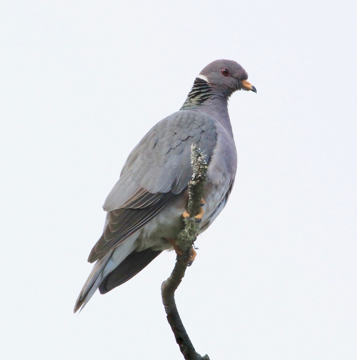 Band-tailed Pigeon - ML88430081