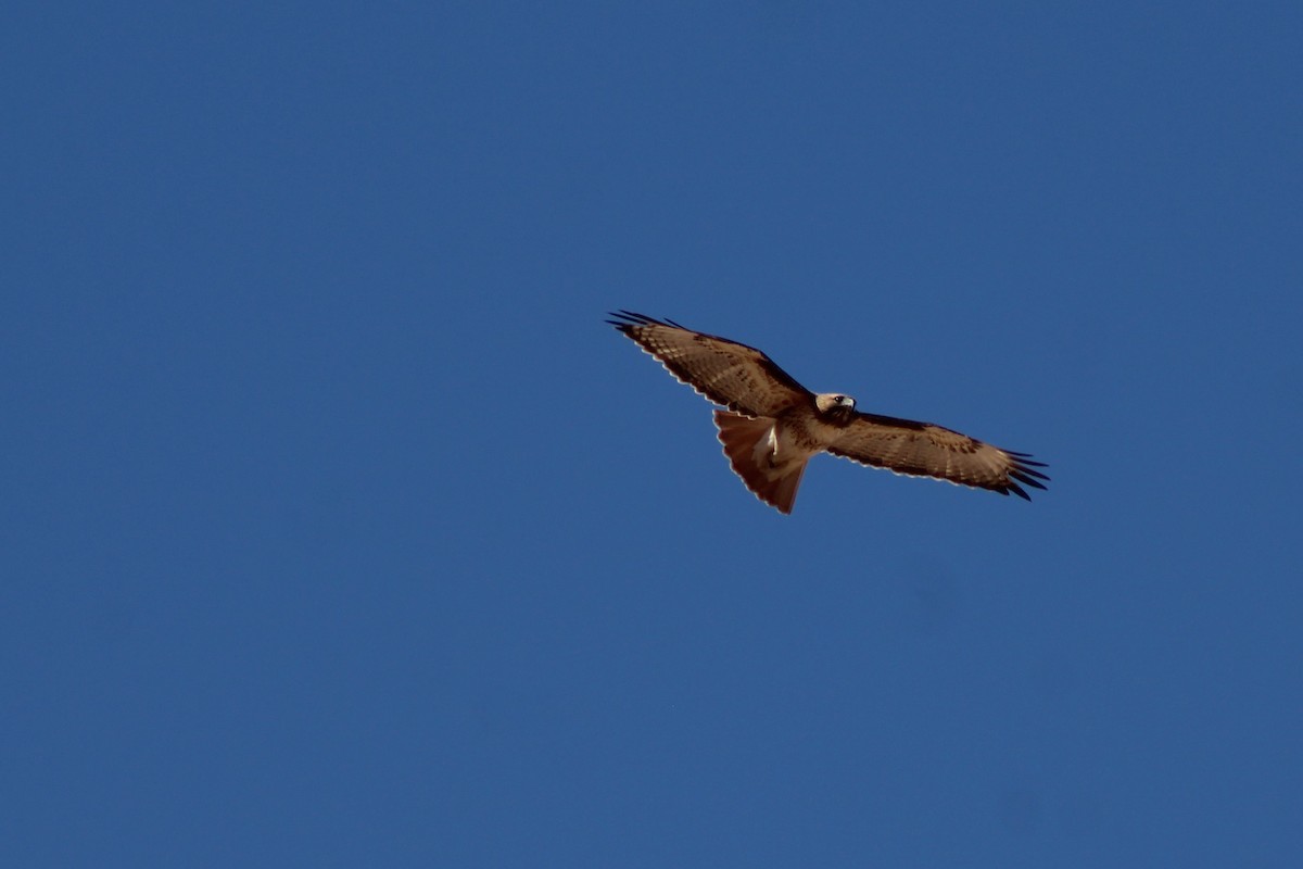 Red-tailed Hawk - ML88430491