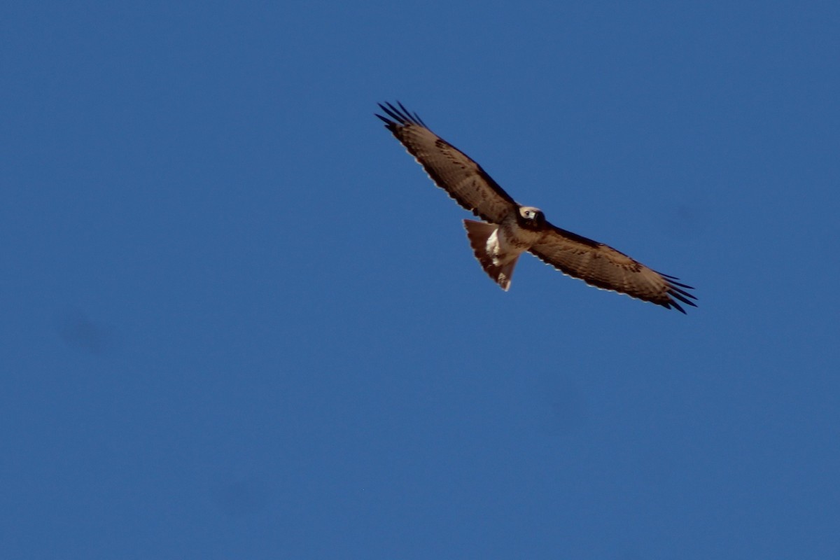 Red-tailed Hawk - ML88430501
