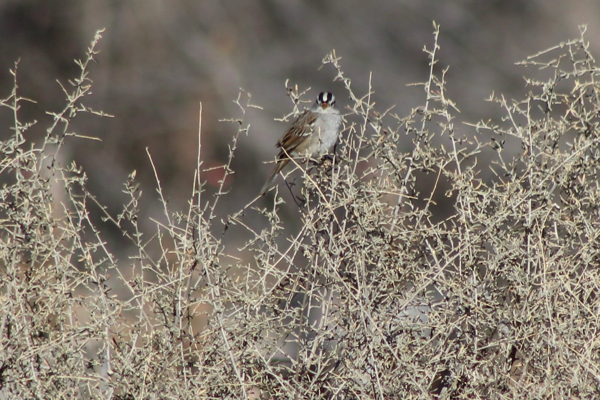White-crowned Sparrow - ML88432841
