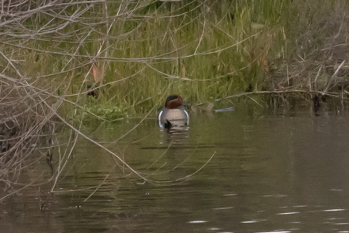 Green-winged Teal - ML88434781