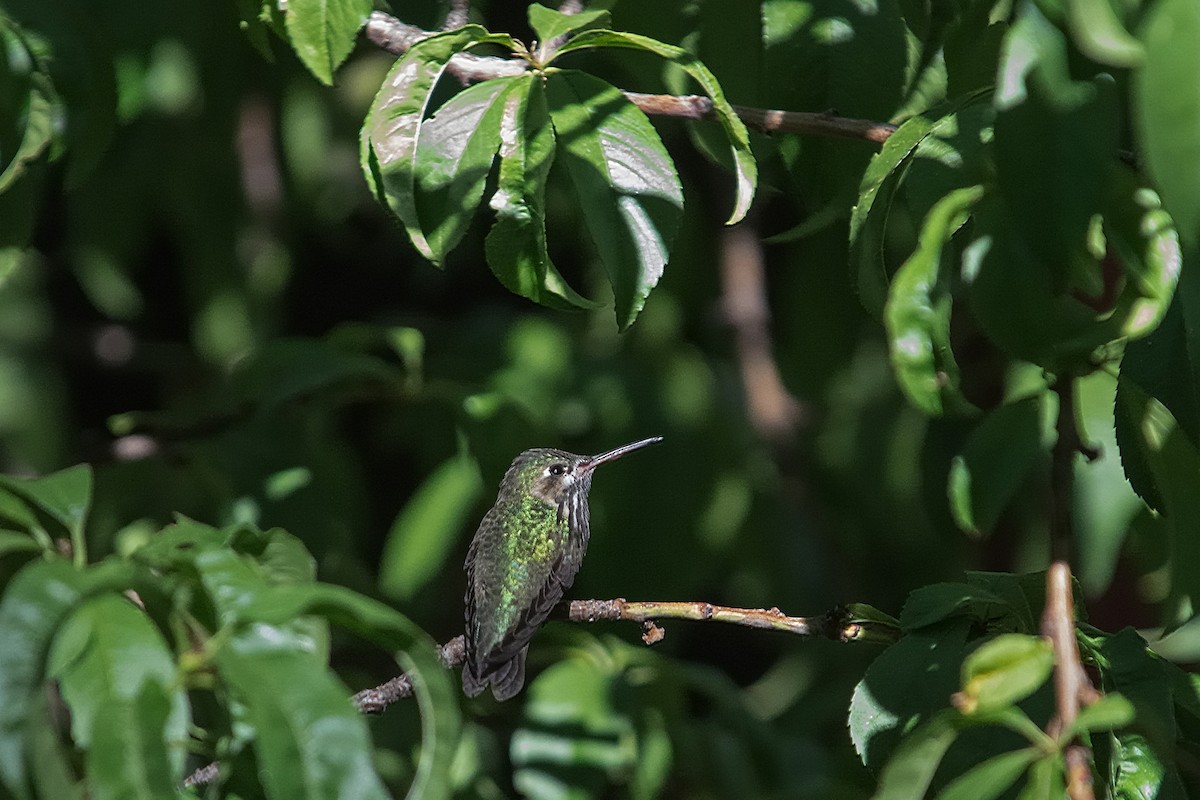 Calliope Hummingbird - ML88435041