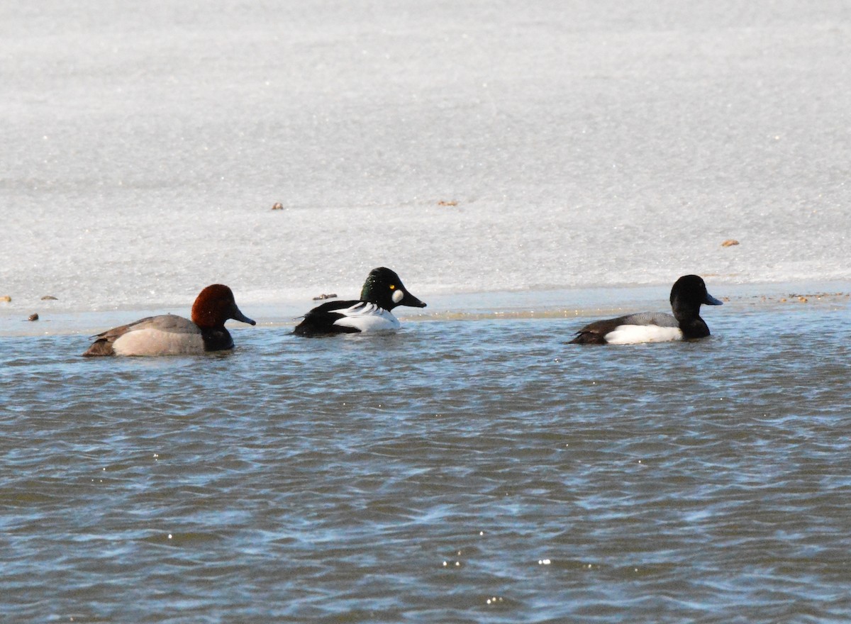 Greater Scaup - ML88435701