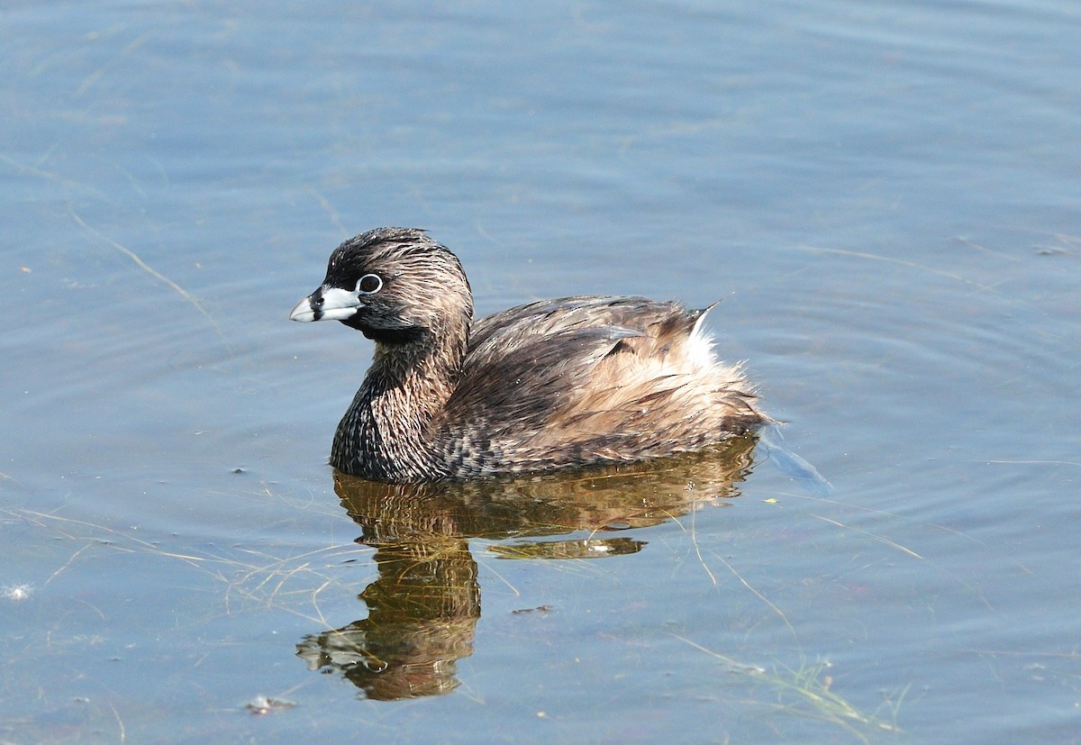 Pied-billed Grebe - Alain Pagé