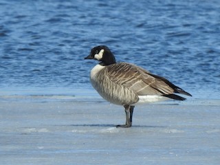 Cackling Goose (Richardson's), ML88438371