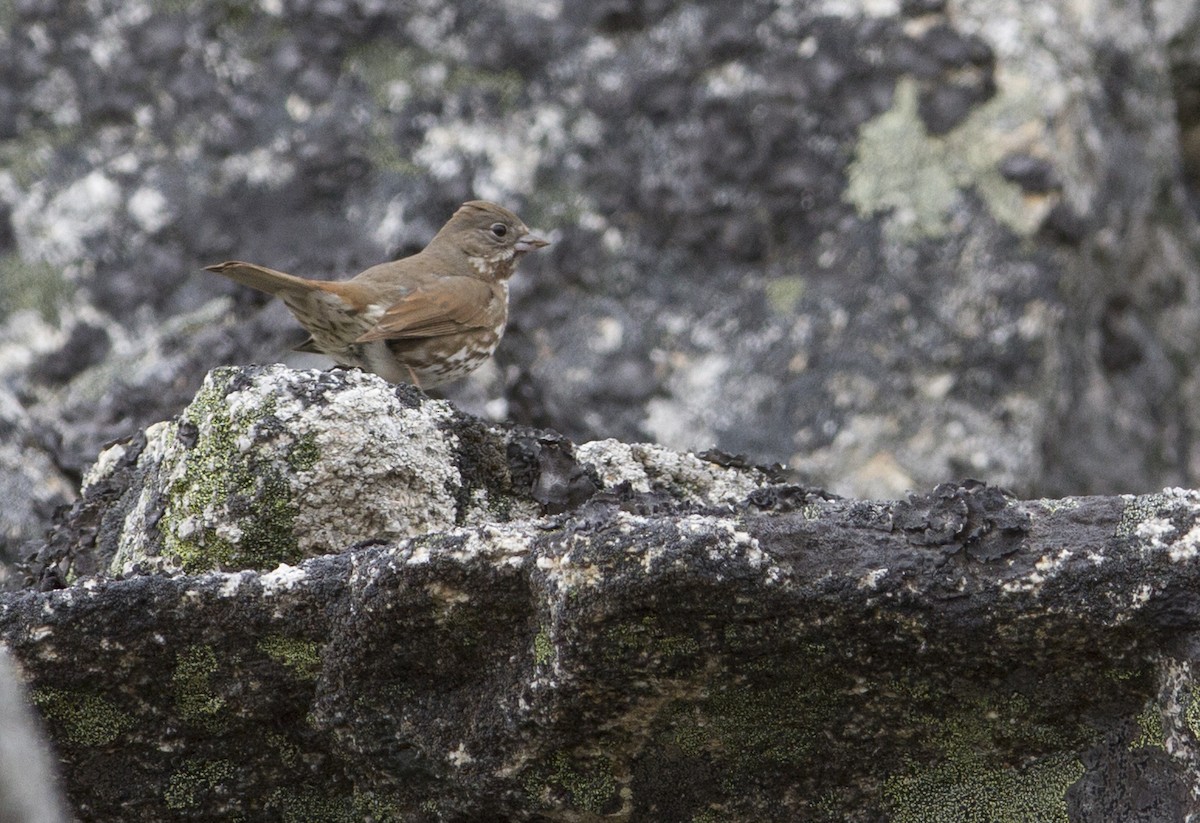 Fox Sparrow (Sooty) - ML88438951