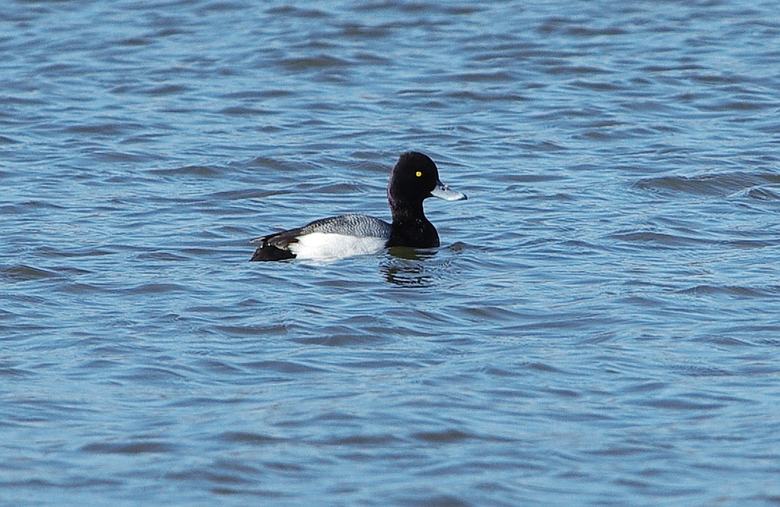 Lesser Scaup - Mary Caldwell