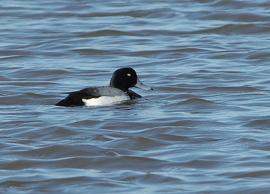 Greater Scaup - Mary Caldwell