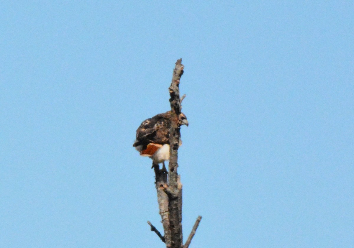 Red-tailed Hawk - ML88440931