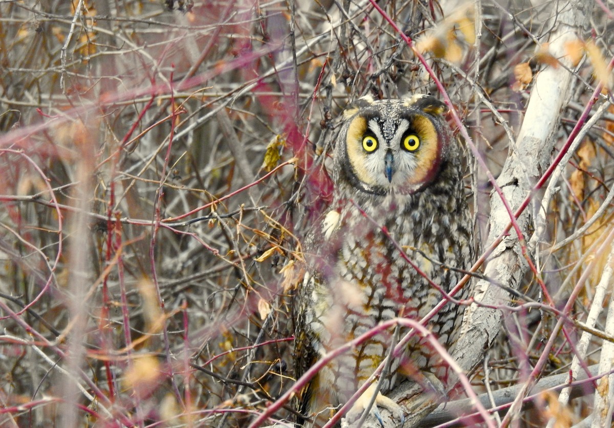 Long-eared Owl - ML88443221