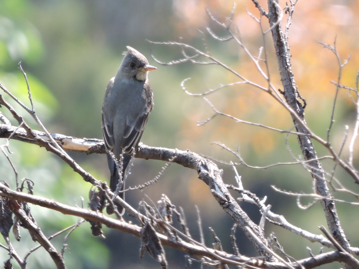 Greater Pewee - ML88443281