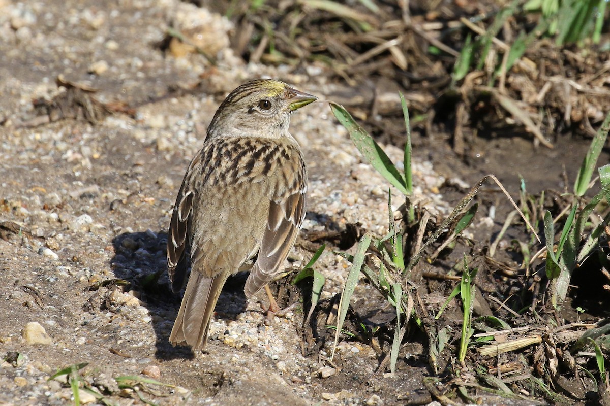Golden-crowned Sparrow - ML88444491