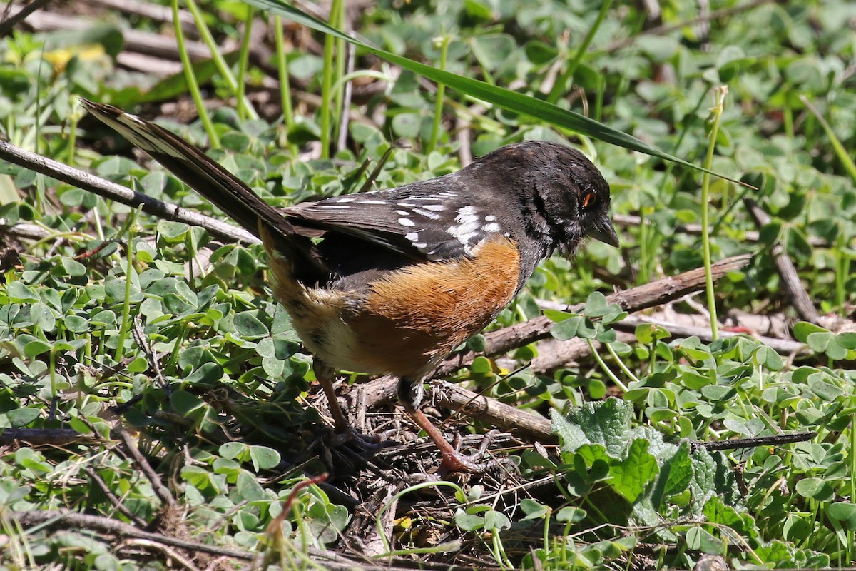 Spotted Towhee - ML88444591