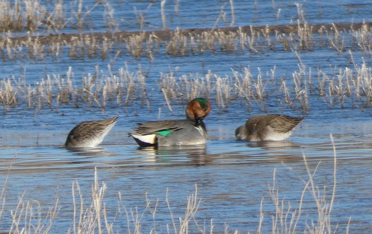 Green-winged Teal - ML88444681