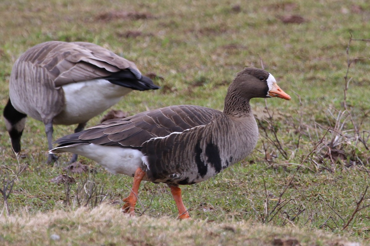 Greater White-fronted Goose - maggie peretto
