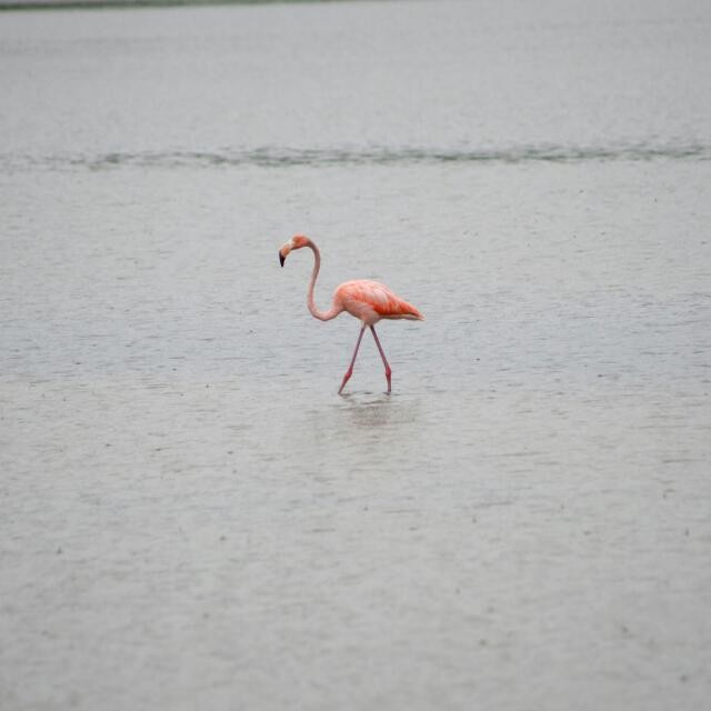 American Flamingo - Jemimah Rivera