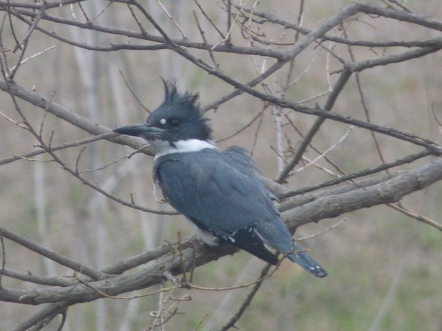 Belted Kingfisher - ML88446761