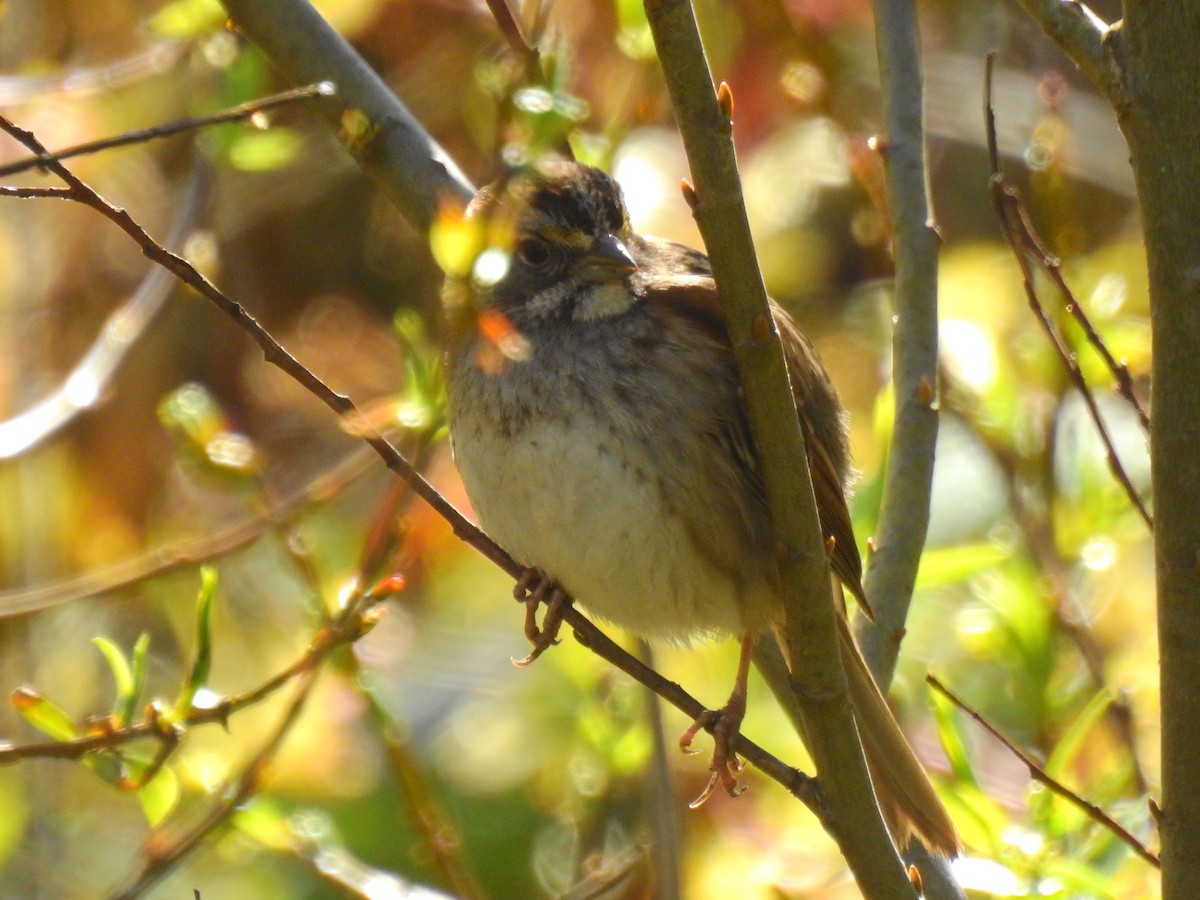 White-throated Sparrow - Joshua Stacy
