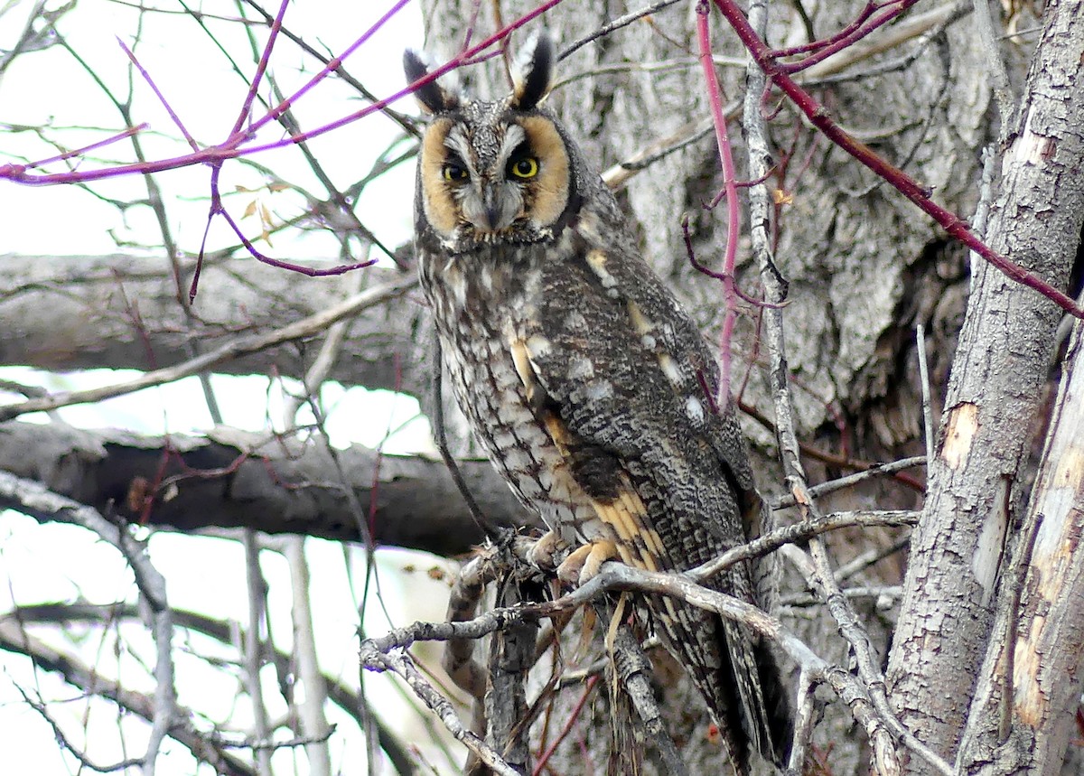 Long-eared Owl - ML88453081