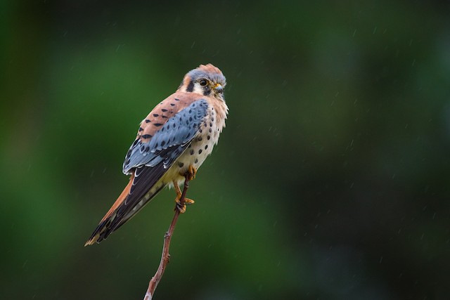 American Kestrel