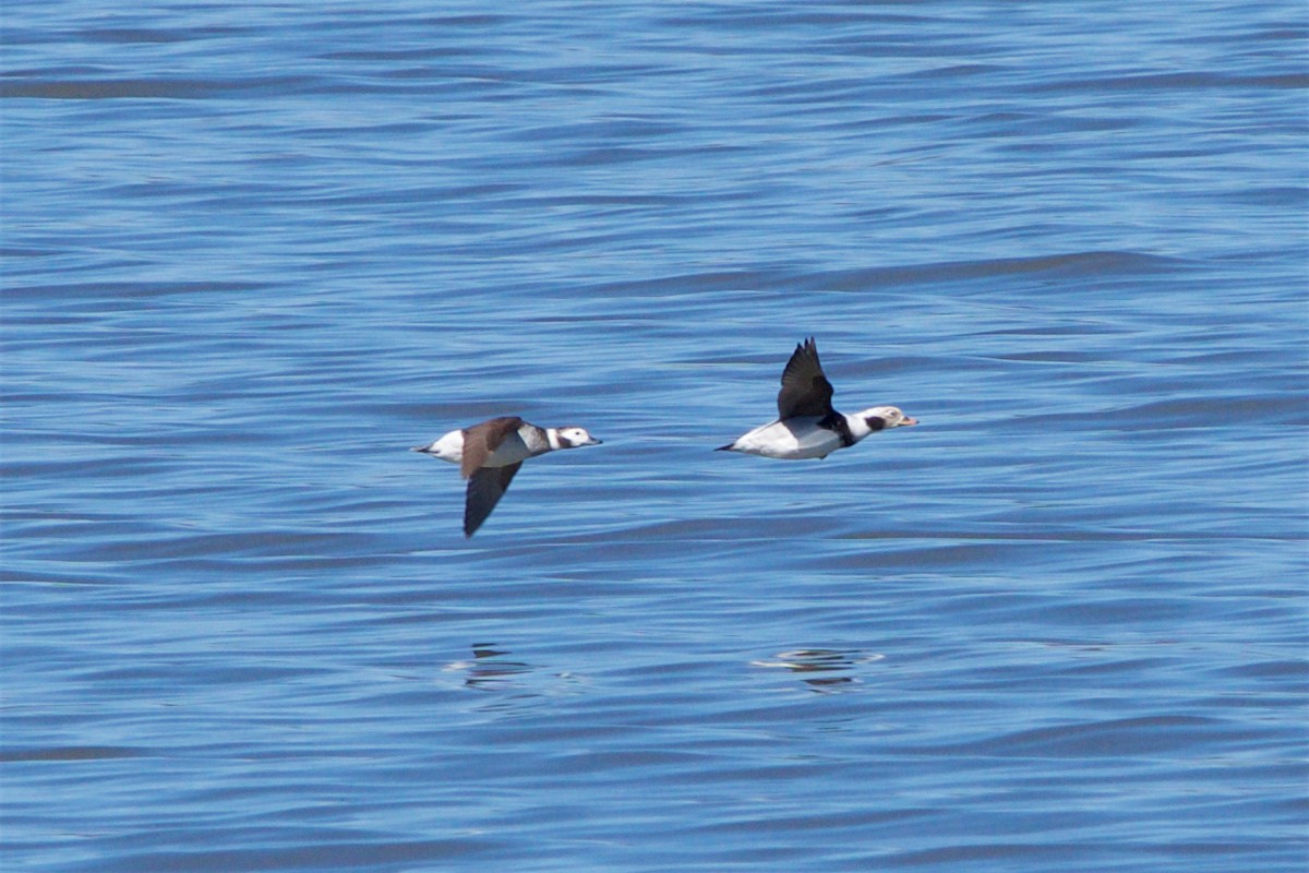 Long-tailed Duck - Hal Mitchell