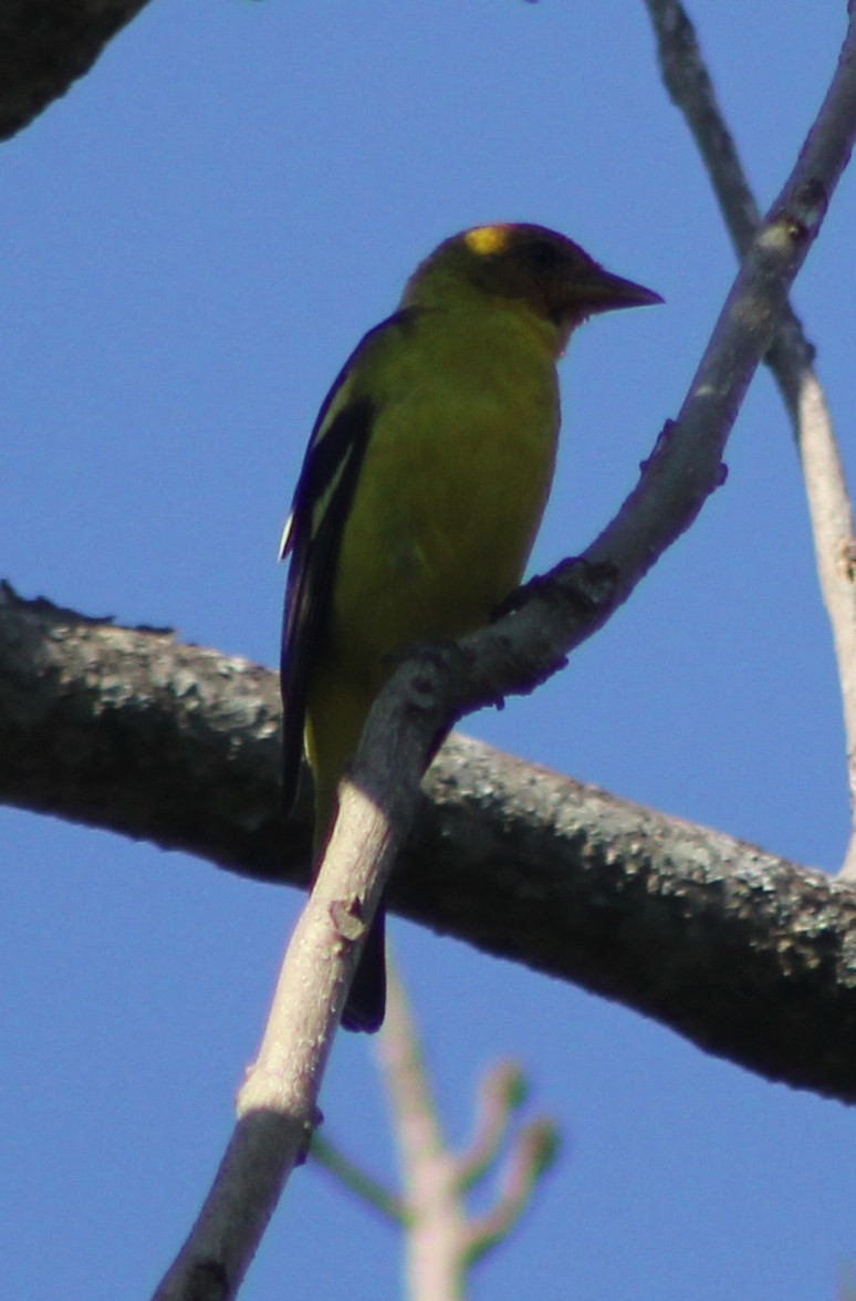 Western Tanager - ML88454311