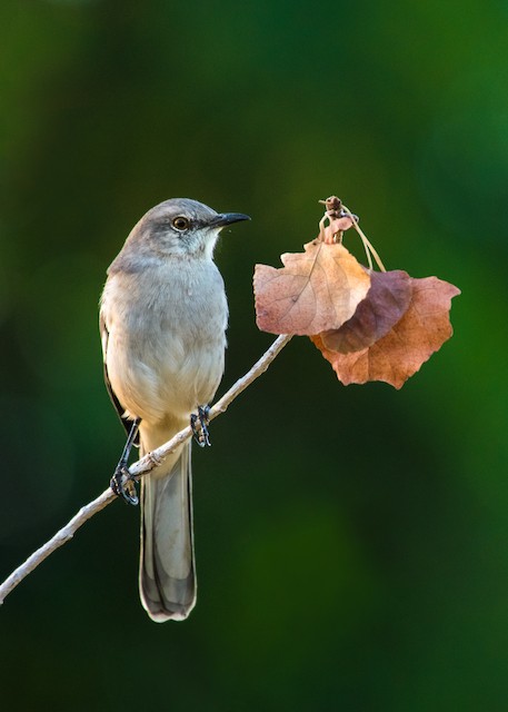 Northern Mockingbird