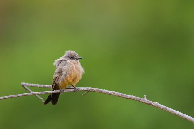 Say's Phoebe