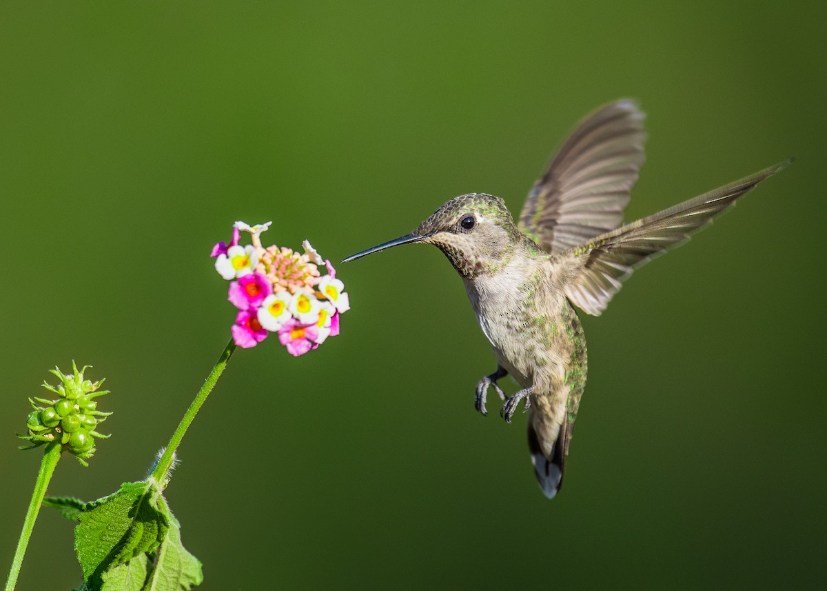 Anna's Hummingbird - ML88454981